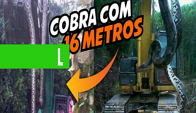 Cobra Aproximadamente Metros Capturada Por Trabalhadores