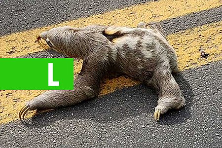 PM PARA TRÂNSITO DE ESTRADA PARA BICHO-PREGUIÇA ATRAVESSAR - News Rondônia
