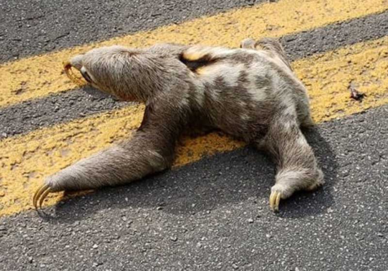 PM PARA TRÂNSITO DE ESTRADA PARA BICHO-PREGUIÇA ATRAVESSAR - News Rondônia