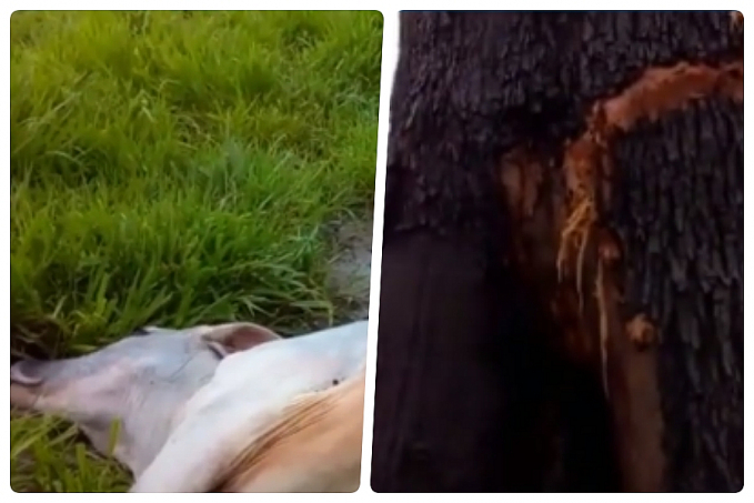 Vídeo mostra o perigo causado por raios nesta época do ano; árvore e boi são atingidos - News Rondônia
