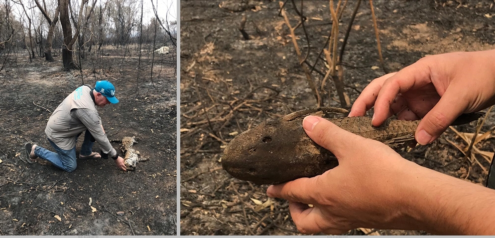Ação Bicho Vivo leva alimentos a locais remotos do Alto Pantanal - News Rondônia