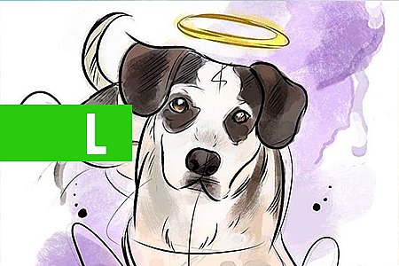 MORTE DE CACHORRO MOBILIZA ONGS, FAMOSOS E INTERNAUTAS - News Rondônia