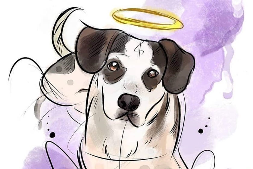 MORTE DE CACHORRO MOBILIZA ONGS, FAMOSOS E INTERNAUTAS - News Rondônia