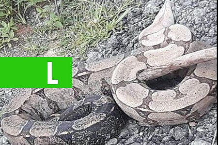 COBRA DE 2 METROS É SALVA POR MOTOTAXISTA NO EXTREMO SUL - BAHIA - News Rondônia
