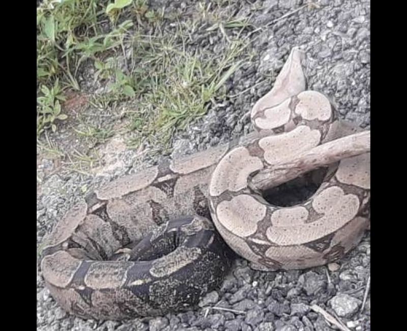 COBRA DE 2 METROS É SALVA POR MOTOTAXISTA NO EXTREMO SUL - BAHIA - News Rondônia