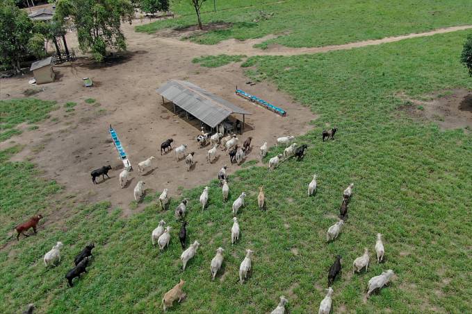 Selo de Zona Livre de Aftosa Sem Vacinação abre mercado internacional para rebanho bovino da capital - News Rondônia