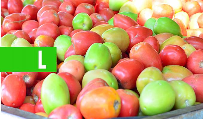 Conab verifica queda de 6% no volume comercializado de tomate no atacado - News Rondônia