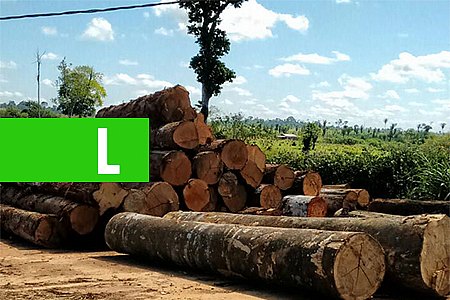 POLÍCIA AMBIENTAL APREENDEU 5 MIL METROS CÚBICOS DE MADEIRA ILEGAL EM RONDÔNIA - News Rondônia