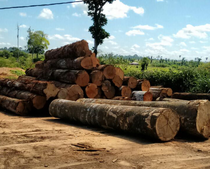 POLÍCIA AMBIENTAL APREENDEU 5 MIL METROS CÚBICOS DE MADEIRA ILEGAL EM RONDÔNIA - News Rondônia