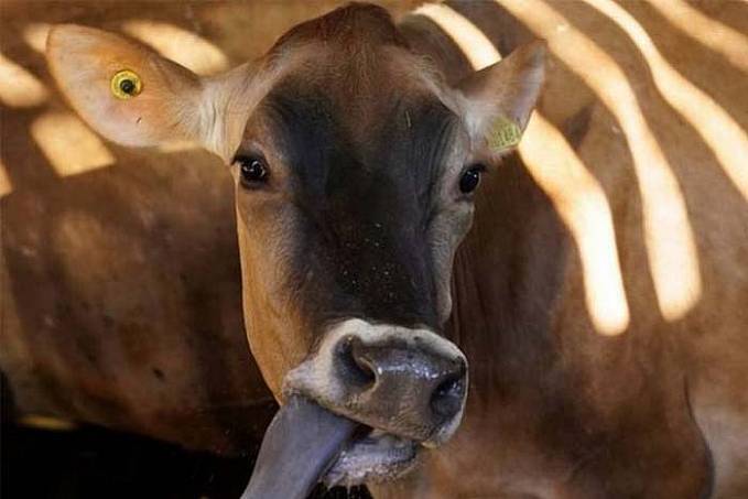 Brasil tem quase 30 fábricas de vacina para gado e só 2 para humanos - News Rondônia