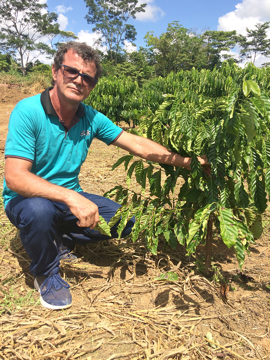PREFEITURA DE PORTO VELHO QUER FORTALECER CAFEICULTURA NOS DISTRITOS DA CAPITAL - News Rondônia