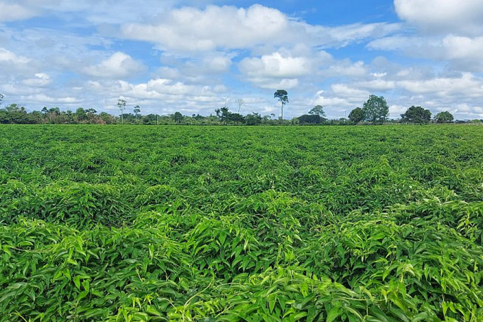 Produção de inhame na região do Vale do Guaporé deixa produtores otimistas com a colheita para a safra 2020/21 - News Rondônia