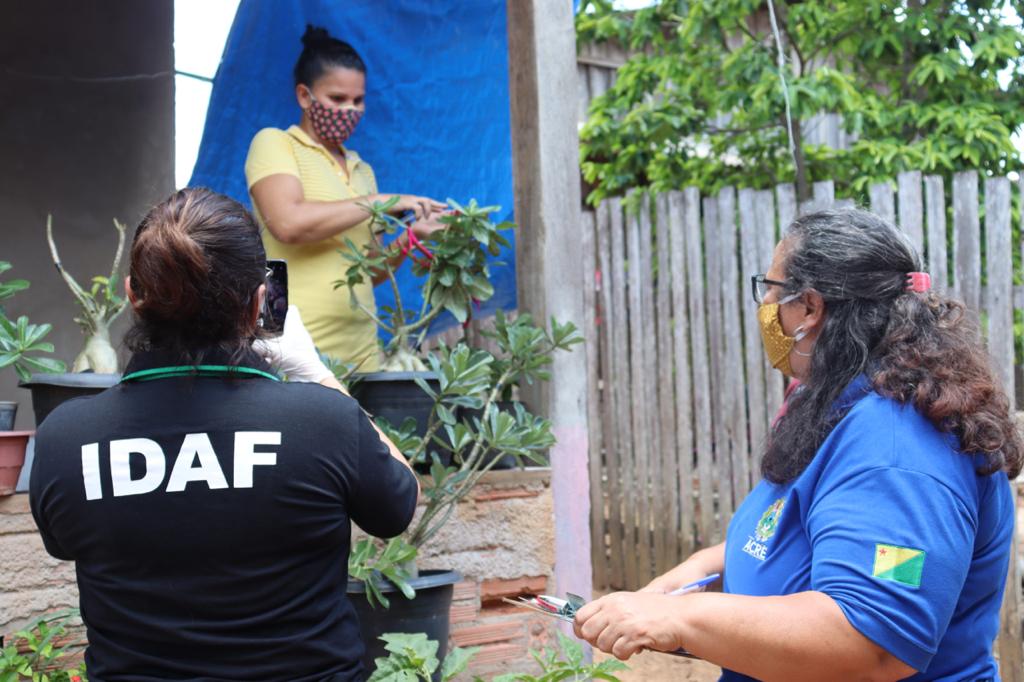No Acre: Mulher passa mal após contato com planta germinada de semente recebida pelos Correios - News Rondônia