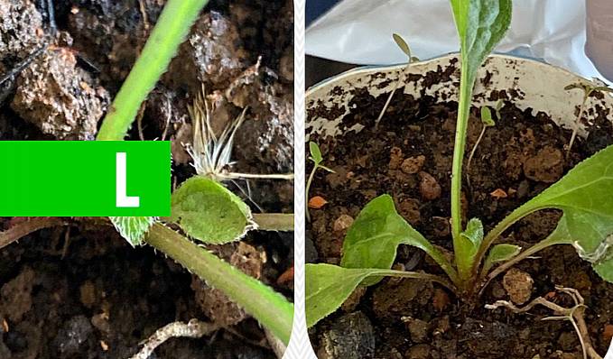 No Acre: Mulher passa mal após contato com planta germinada de semente recebida pelos Correios - News Rondônia