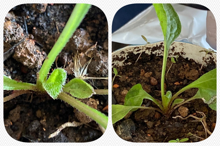 No Acre: Mulher passa mal após contato com planta germinada de semente recebida pelos Correios - News Rondônia
