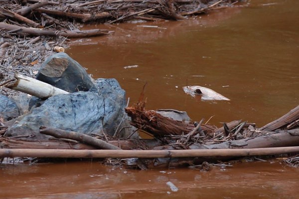 IMAGENS QUE FALAM POR SI: TRAGÉDIA EM BRUMADINHO (PARTE 1 ) - News Rondônia
