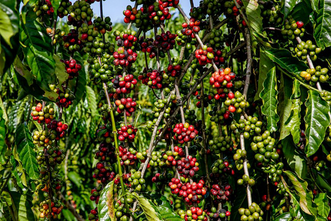 CONCESSÃO - Rondônia obtém primeira Identificação Geográfica de café robusta sustentável do mundo - News Rondônia