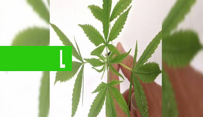 ANVISA APROVA VENDA EM FARMÁCIAS DE PRODUTOS À BASE DE CANNABIS - News Rondônia