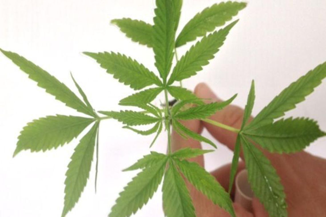 ANVISA APROVA VENDA EM FARMÁCIAS DE PRODUTOS À BASE DE CANNABIS - News Rondônia