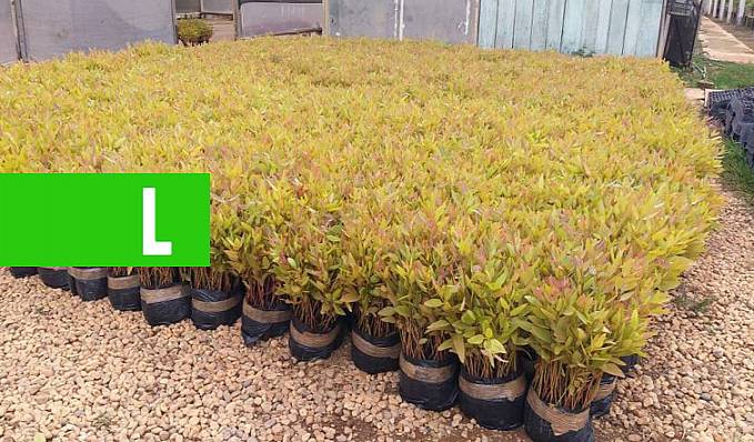 ACOMPANHAMENTO - Governo presta atendimento à produtora leiteira com assistência técnica do Proleite, em Vilhena - News Rondônia