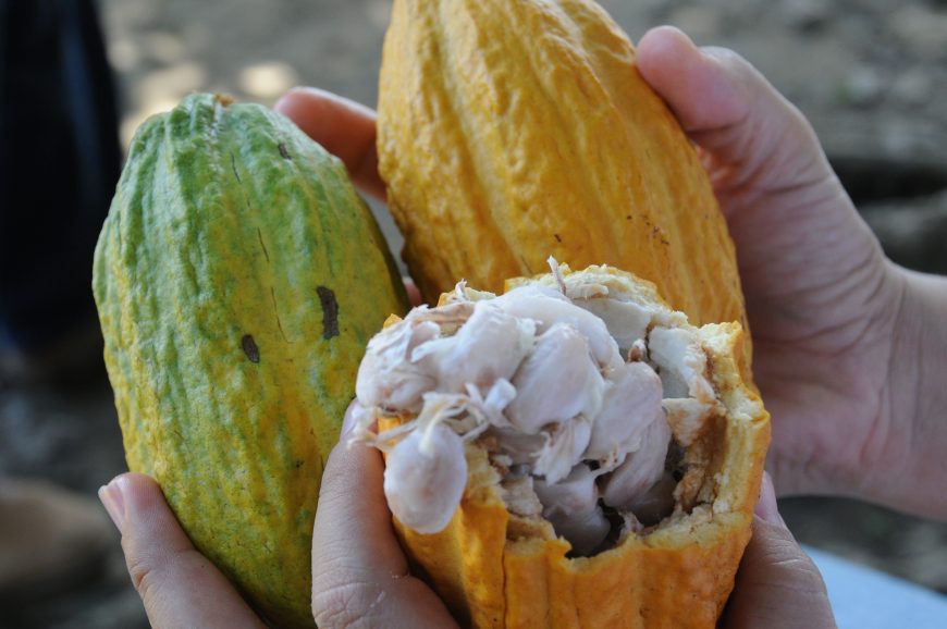 CONCACAU - Governo de Rondônia vai lançar 1º Concurso de Qualidade e Sustentabilidade do Cacau para estimular produção - News Rondônia
