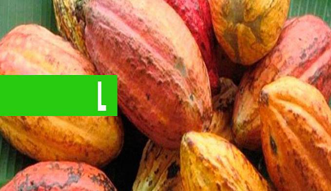 REVITALIZAÇÃO E FORTALECIMENTO DA CADEIA PRODUTIVA DO CACAU AUMENTA A PRODUÇÃO EM RONDÔNIA - News Rondônia