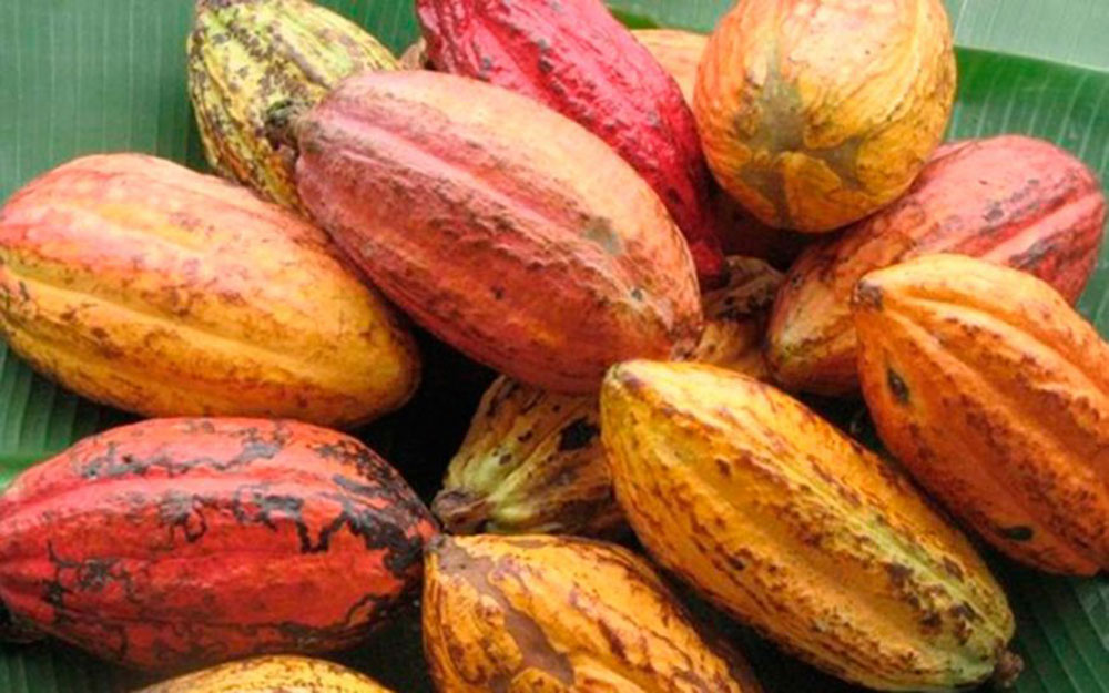 REVITALIZAÇÃO E FORTALECIMENTO DA CADEIA PRODUTIVA DO CACAU AUMENTA A PRODUÇÃO EM RONDÔNIA - News Rondônia
