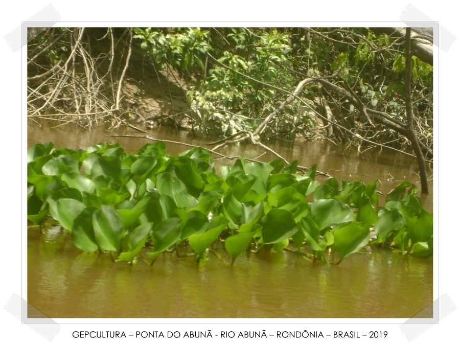 Varadouros da PAN-Amazônia  Por Marquelino Santana - News Rondônia
