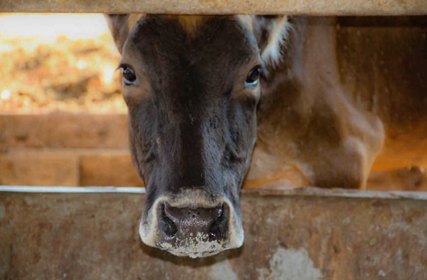 Sistema de emissão on-line da Guia de Trânsito Animal da Idaron é aprimorado - News Rondônia