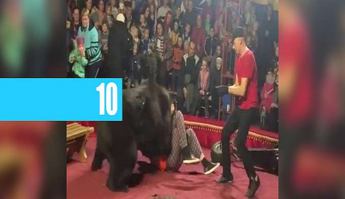 URSO ATACA ADESTRADOR DURANTE ESPETÁCULO EM CIRCO (VÍDEO) - News Rondônia