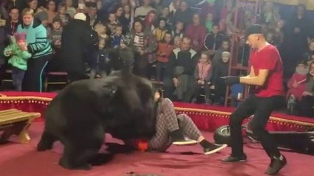URSO ATACA ADESTRADOR DURANTE ESPETÁCULO EM CIRCO (VÍDEO) - News Rondônia
