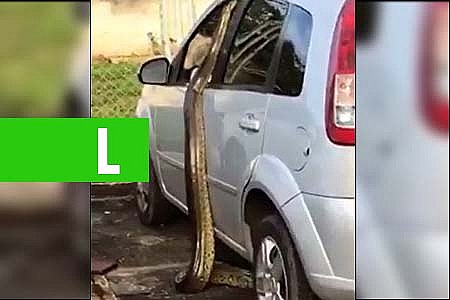 COBRA SUCURI É FLAGRADA TENTANDO ESCALAR VEÍCULO NO ESTACIONAMENTO DE FACULDADE - VEJA VÍDEO - News Rondônia