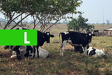JUSTIÇA DE RONDÔNIA EXTINGUE MS QUE AFASTARIA COBRANÇA DE ICMS SOBRE TRANSFERÊNCIA DE GADO - News Rondônia