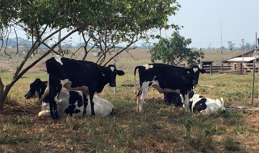 JUSTIÇA DE RONDÔNIA EXTINGUE MS QUE AFASTARIA COBRANÇA DE ICMS SOBRE TRANSFERÊNCIA DE GADO - News Rondônia