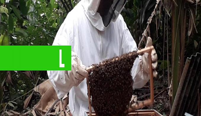 SEMAGRIC INTENSIFICA PROGRAMA PARA INCENTIVAR PRODUÇÃO DE MEL - News Rondônia
