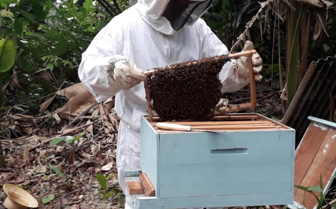 SEMAGRIC INTENSIFICA PROGRAMA PARA INCENTIVAR PRODUÇÃO DE MEL - News Rondônia
