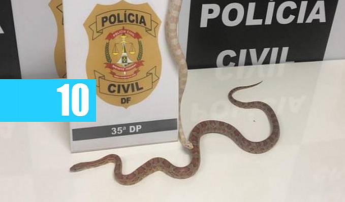 RAINHA DAS COBRAS: PC prende estudante com duas cobras silvestres sendo criadas em casa - News Rondônia
