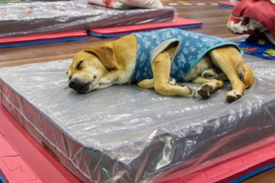 Cidade protege pessoas e pets que vivem nas ruas nesse frio - News Rondônia