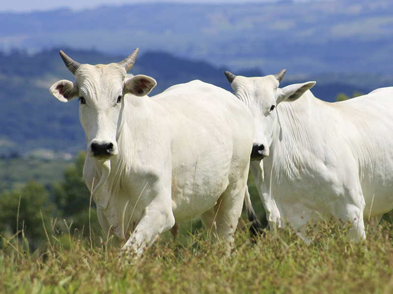 IDARON MONITORA E QUER AÇÃO DE PRODUTORES RURAIS NO CONTROLE DA RAIVA - News Rondônia