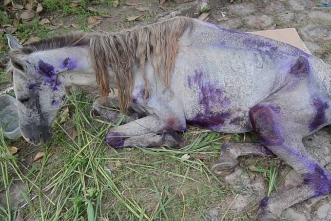 CRUELDADE: Homem é preso por maltratar cavalo; animal estava tão debilitado que veterinário recomendou sacrificá-lo - News Rondônia