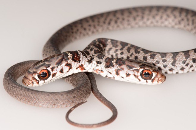 Cobra de duas cabeças é encontrada em residência. Anomalia é conhecida como bicefalia - News Rondônia
