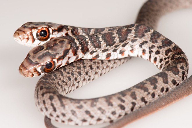 Cobra de duas cabeças é encontrada em residência. Anomalia é conhecida como bicefalia - News Rondônia