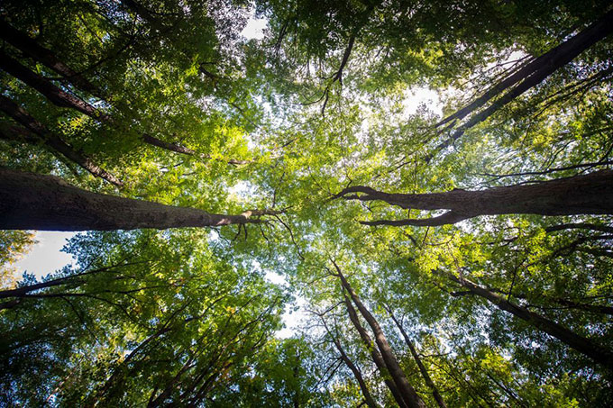 Caixa adere ao programa Adote um Parque e anuncia investimentos de R$ 150 milhões na preservação de florestas - News Rondônia