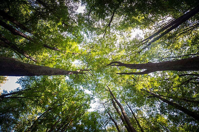 Caixa adere ao programa Adote um Parque e anuncia investimentos de R$ 150 milhões na preservação de florestas - News Rondônia