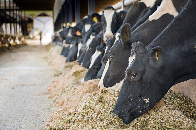 Pecuária responsável: aditivo melhora a saúde do rúmen de vacas leiteiras, permitindo maior eficiência na produção e menor perda de energia - News Rondônia