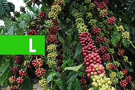 SECRETARIA DE AGRICULTURA DESTACA O DESENVOLVIMENTO DAS CADEIAS PRODUTIVAS PRIORITÁRIAS DE RONDÔNIA - News Rondônia