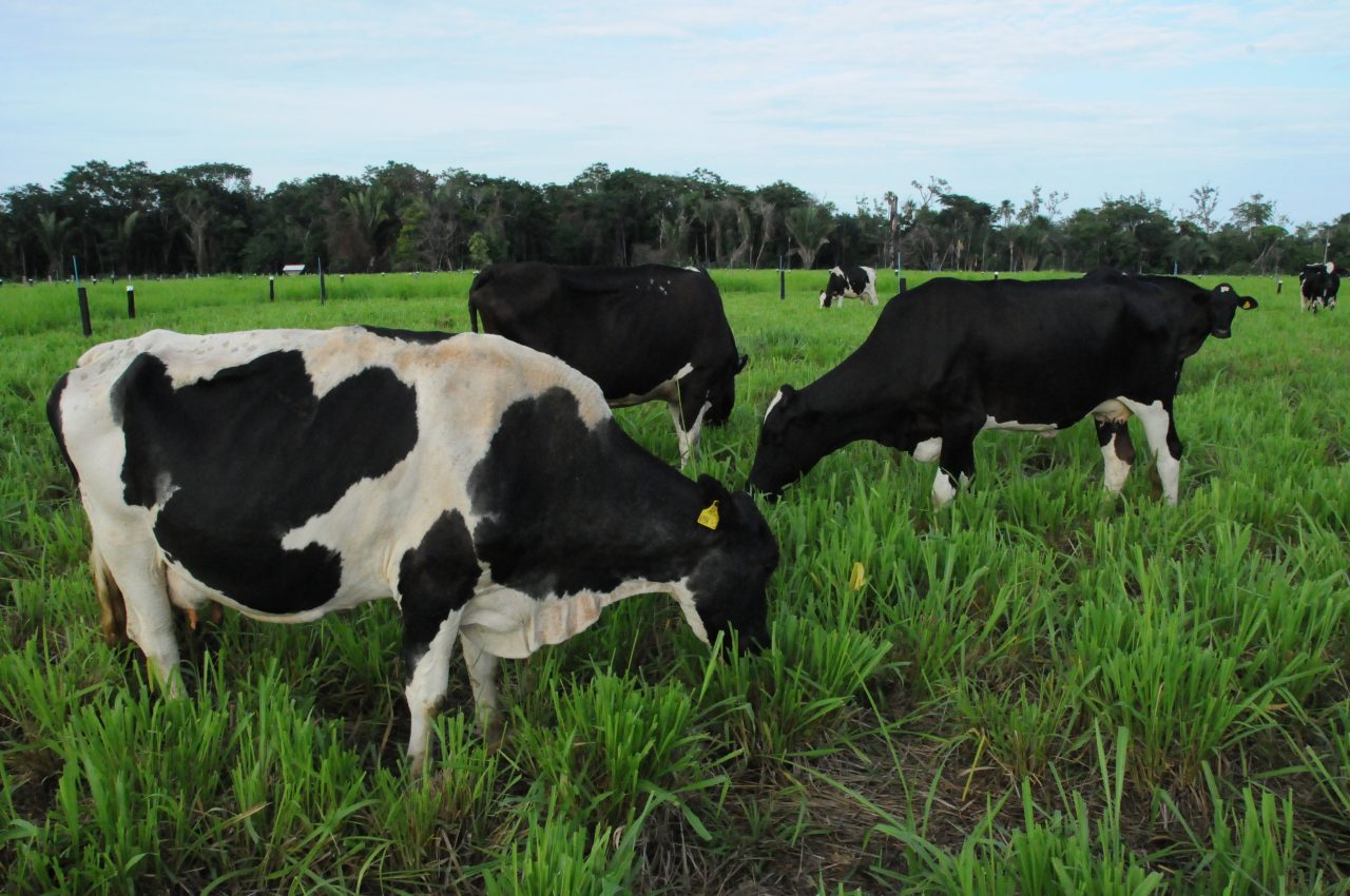 SECRETARIA DE AGRICULTURA DESTACA O DESENVOLVIMENTO DAS CADEIAS PRODUTIVAS PRIORITÁRIAS DE RONDÔNIA - News Rondônia