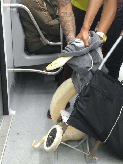 COBRA GIGANTE É TRANSPORTADA EM VAGÃO DE METRÔ EM SÃO PAULO - News Rondônia