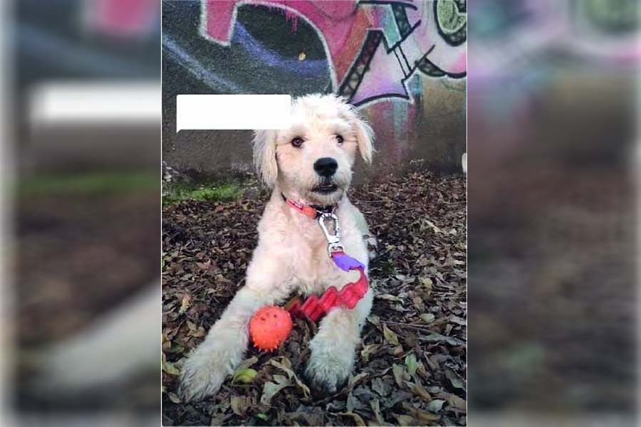 Cachorra aguarda tutor costurar pelúcia rasgada e derrete corações - News Rondônia