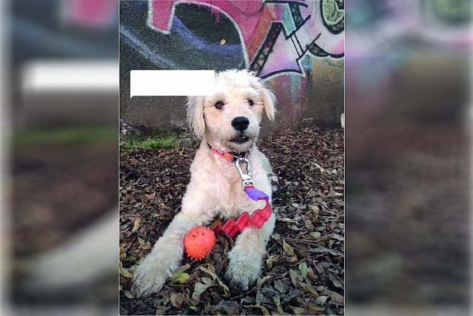 Cachorra aguarda tutor costurar pelúcia rasgada e derrete corações - News Rondônia